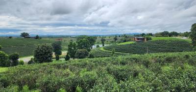 Our tour guide says “there isn't much to buy here".  Everyone walks out with bags and bags of tea.  The Choui Fong Tea P