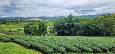 Our tour guide says “there isn't much to buy here".  Everyone walks out with bags and bags of tea.  The Choui Fong Tea P
