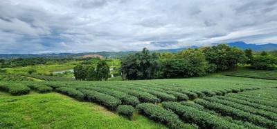 Our tour guide says “there isn't much to buy here".  Everyone walks out with bags and bags of tea.  The Choui Fong Tea P