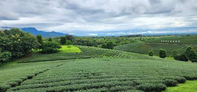 Our tour guide says “there isn't much to buy here".  Everyone walks out with bags and bags of tea.  The Choui Fong Tea P