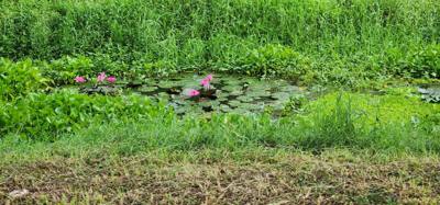 Spent the morning exploring the ruins of old Sukhothai. Several ancient temples. Udom brought us here in the morning b