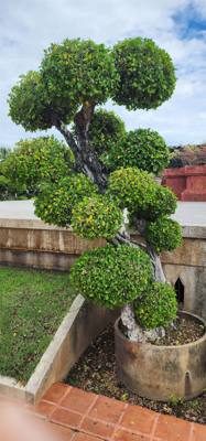 Spent the morning exploring the ruins of old Sukhothai. Several ancient temples. Udom brought us here in the morning b