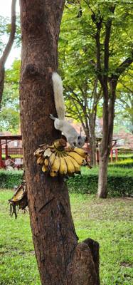 Caught this white squirrel at one of the temples yesterday.  Lucky shot.