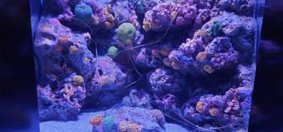 After our jaunt to Bangkok Harley Davidson we took
the BTS Skytrain down to Siam Station and went to the Sea Life aquari
