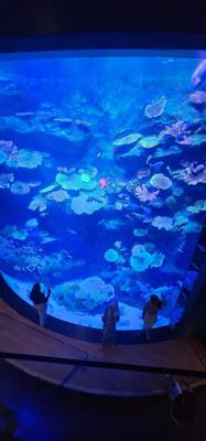 After our jaunt to Bangkok Harley Davidson we took
the BTS Skytrain down to Siam Station and went to the Sea Life aquari