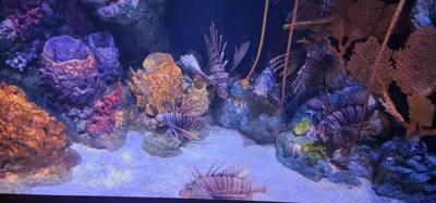 After our jaunt to Bangkok Harley Davidson we took
the BTS Skytrain down to Siam Station and went to the Sea Life aquari