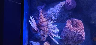 After our jaunt to Bangkok Harley Davidson we took
the BTS Skytrain down to Siam Station and went to the Sea Life aquari
