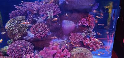 After our jaunt to Bangkok Harley Davidson we took
the BTS Skytrain down to Siam Station and went to the Sea Life aquari