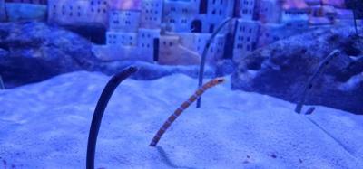 After our jaunt to Bangkok Harley Davidson we took
the BTS Skytrain down to Siam Station and went to the Sea Life aquari
