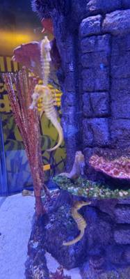 After our jaunt to Bangkok Harley Davidson we took
the BTS Skytrain down to Siam Station and went to the Sea Life aquari