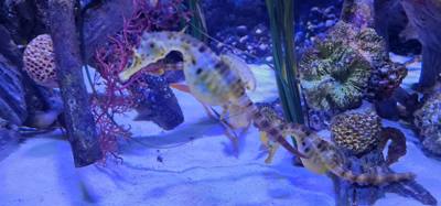 After our jaunt to Bangkok Harley Davidson we took
the BTS Skytrain down to Siam Station and went to the Sea Life aquari