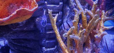 After our jaunt to Bangkok Harley Davidson we took
the BTS Skytrain down to Siam Station and went to the Sea Life aquari
