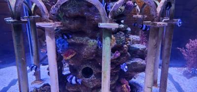 After our jaunt to Bangkok Harley Davidson we took
the BTS Skytrain down to Siam Station and went to the Sea Life aquari
