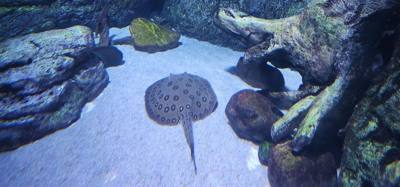 After our jaunt to Bangkok Harley Davidson we took
the BTS Skytrain down to Siam Station and went to the Sea Life aquari