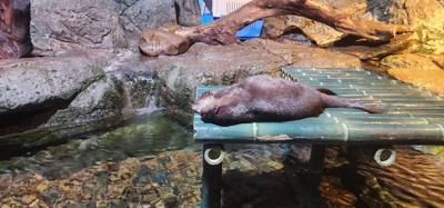 After our jaunt to Bangkok Harley Davidson we took
the BTS Skytrain down to Siam Station and went to the Sea Life aquari