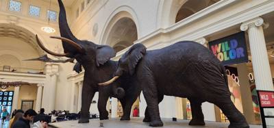 It's difficult to get through more than half of the Field Museum each time we come.  But so much cool stuff!