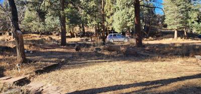 Had to herd a couple when leaving for the dog park this morning.