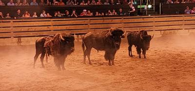 Ended the last night in the Ozarks/Branson at Dolly's Stampede.  Front row seats right by the action too.  Don't be jell