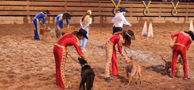 Ended the last night in the Ozarks/Branson at Dolly's Stampede.  Front row seats right by the action too.  Don't be jell