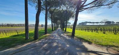 Visited the Fattoria del Teso winery.  Learned a little.  Ate a little.  Drank a little.  Great little stop and beautifu