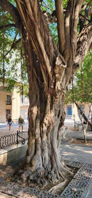 Walking tour of Havana, Cuba with Yane.  Lots of history and things to see and learn about.  Havana is a little rough ar