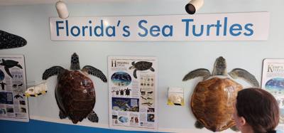 First stop on our first full day in the Florida Keys.  The Turtle Hospital.  Get to learn a thing or two, experience som