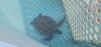 First stop on our first full day in the Florida Keys.  The Turtle Hospital.  Get to learn a thing or two, experience som
