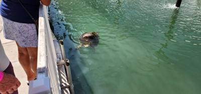 First stop on our first full day in the Florida Keys.  The Turtle Hospital.  Get to learn a thing or two, experience som
