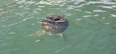First stop on our first full day in the Florida Keys.  The Turtle Hospital.  Get to learn a thing or two, experience som