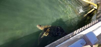 First stop on our first full day in the Florida Keys.  The Turtle Hospital.  Get to learn a thing or two, experience som