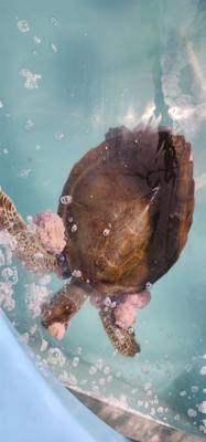 First stop on our first full day in the Florida Keys.  The Turtle Hospital.  Get to learn a thing or two, experience som