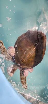 First stop on our first full day in the Florida Keys.  The Turtle Hospital.  Get to learn a thing or two, experience som