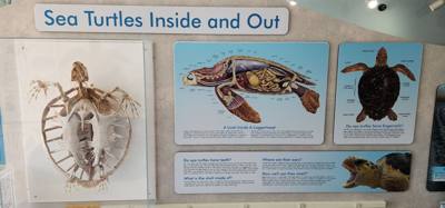 First stop on our first full day in the Florida Keys.  The Turtle Hospital.  Get to learn a thing or two, experience som