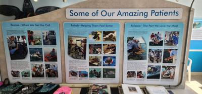 First stop on our first full day in the Florida Keys.  The Turtle Hospital.  Get to learn a thing or two, experience som