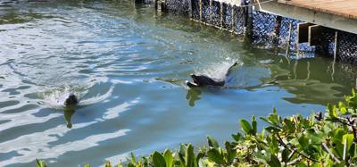 Second stop today.  The Dolphin Research Center.  Make sure you look at the event schedule when you first get here.  The