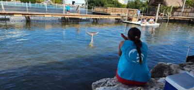 Second stop today.  The Dolphin Research Center.  Make sure you look at the event schedule when you first get here.  The