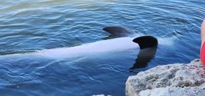 Second stop today.  The Dolphin Research Center.  Make sure you look at the event schedule when you first get here.  The