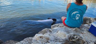 Second stop today.  The Dolphin Research Center.  Make sure you look at the event schedule when you first get here.  The
