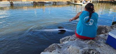 Second stop today.  The Dolphin Research Center.  Make sure you look at the event schedule when you first get here.  The