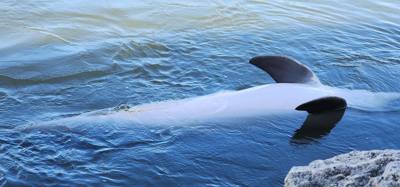 Second stop today.  The Dolphin Research Center.  Make sure you look at the event schedule when you first get here.  The