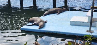 Second stop today.  The Dolphin Research Center.  Make sure you look at the event schedule when you first get here.  The