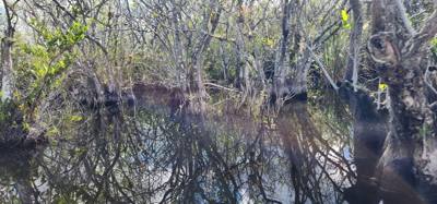 First stop today... Coopertown Airboat Tours.  Fun stuff!