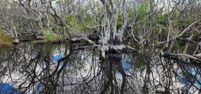 First stop today... Coopertown Airboat Tours.  Fun stuff!