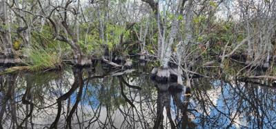 First stop today... Coopertown Airboat Tours.  Fun stuff!