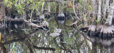 First stop today... Coopertown Airboat Tours.  Fun stuff!