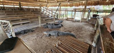 Second stop today... Gator Park.