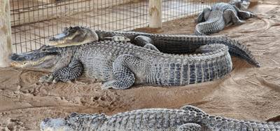 Second stop today... Gator Park.