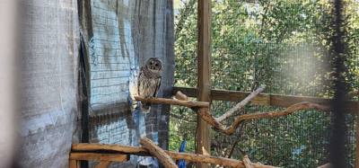 Last excursion of the day.  We stopped at a Wild Bird Sanctuary that operated purely on donations.  If you're in the are