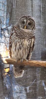 Last excursion of the day.  We stopped at a Wild Bird Sanctuary that operated purely on donations.  If you're in the are