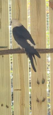 Last excursion of the day.  We stopped at a Wild Bird Sanctuary that operated purely on donations.  If you're in the are